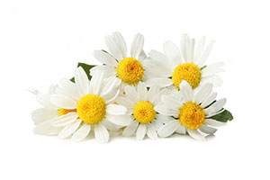 Chamomile Extract 洋甘菊提取物