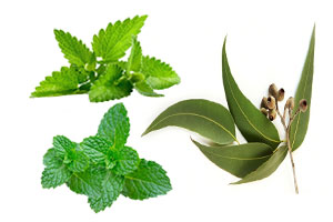 Spearmint Oil 绿薄荷油 Peppermint Oil 胡椒薄荷油 Eucalyptus Oil 尤加利油