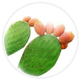 iCon Face Universal Sunscreen SPF 50+ PA++++ Icon Face Sunscreen - Opuntia Ficus-indica Extract