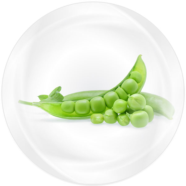 Pea Protein (โปรตีนจากถั่วลันเตา)