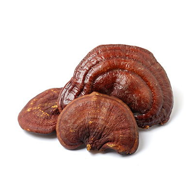 Ganoderma Extract