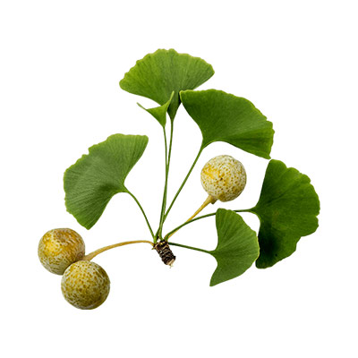 Ginko Extract