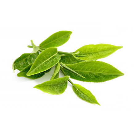 Green Tea Extract